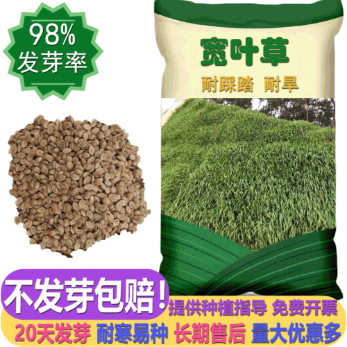源头厂家直销优质绿化宽叶草种子发芽率高提供技术指导