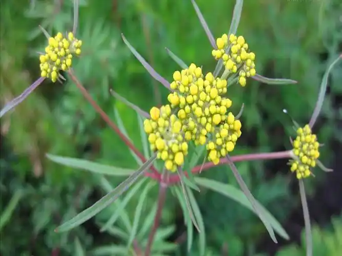 p>糙叶败酱(亚种)( patrinia rupestris (pall.) juss. subsp.