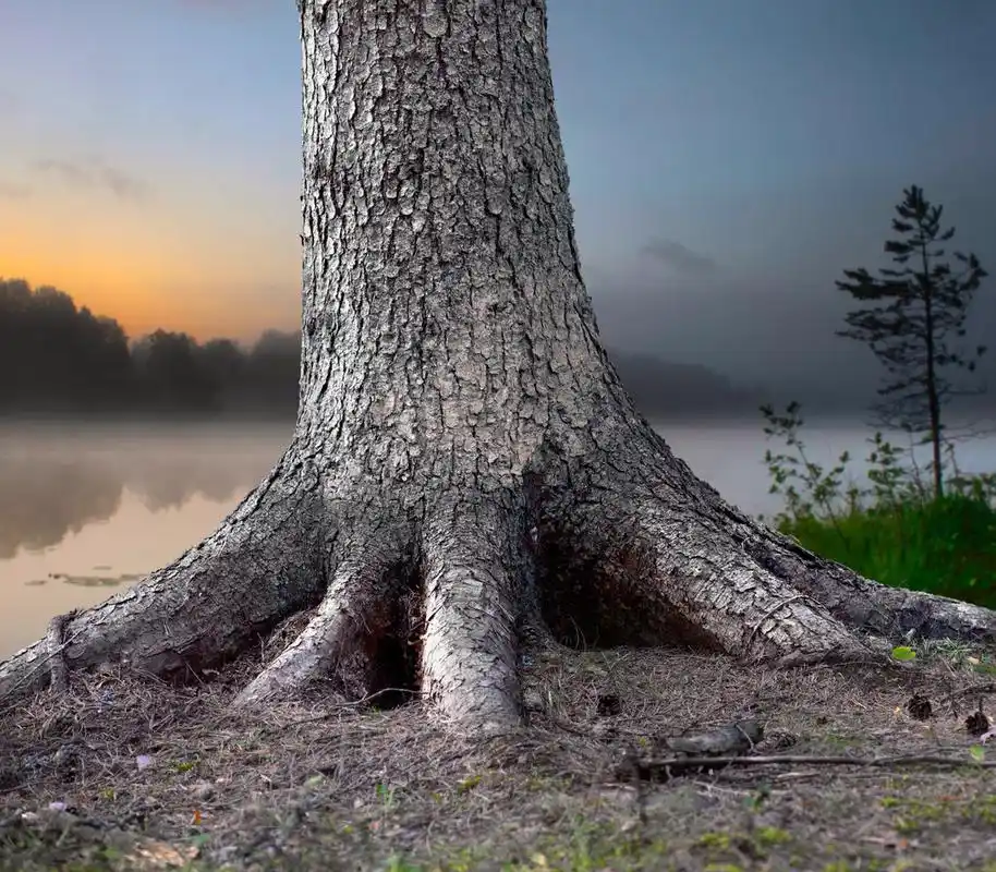 根的树,那棵大树牢牢地扎根在森林里与雾晚上景观的背景