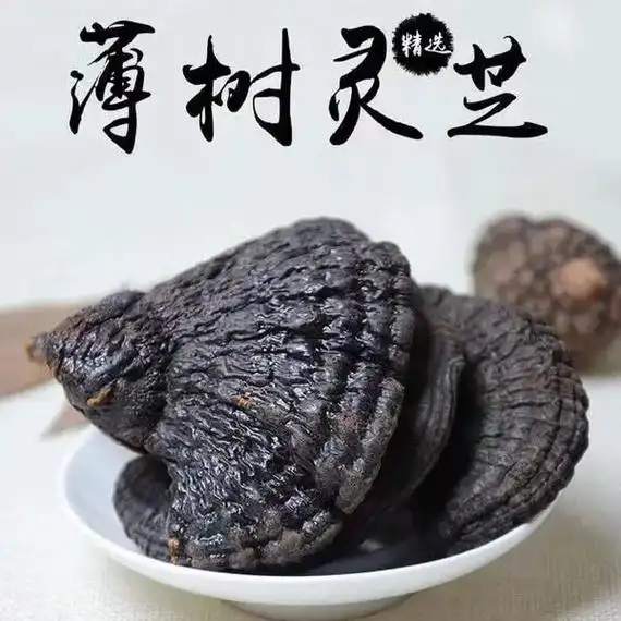 薄树灵芝 本草中药.薄树灵芝,又名薄盖灵芝,为著名珍稀野生灵 - 抖音