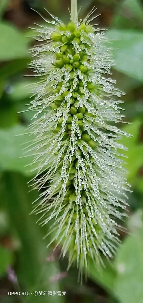 挂着露珠的狗尾草