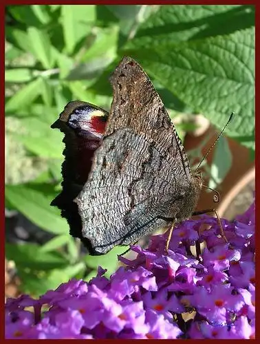underside wing detail of peacock butterfly | flickr – 相片分享!
