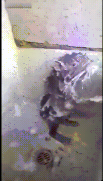 原创搞笑gif段子3你们下次吃饭别找我