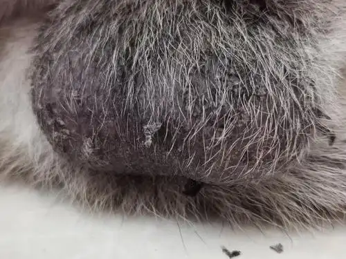 【讨论】狗狗蛋蛋掉皮咋回事呀