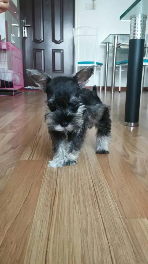 请问这个雪纳瑞品相怎么样?两个月了