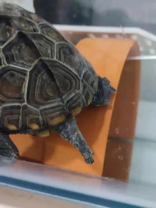 请问各位龟友们我的草龟这是腐皮了吗