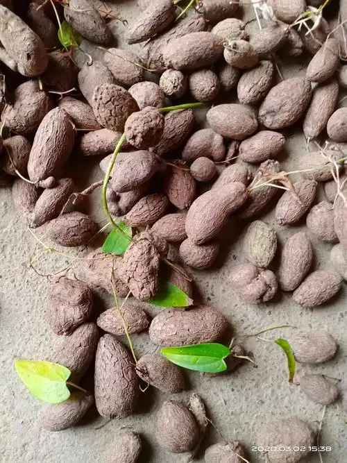 山药种子(怀山)