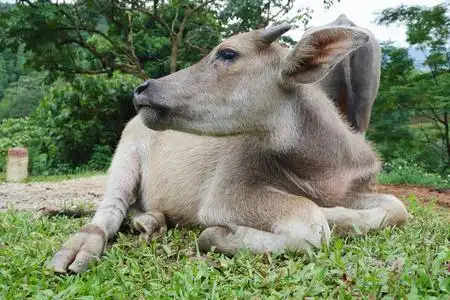 水牛城宠物农夫图片
