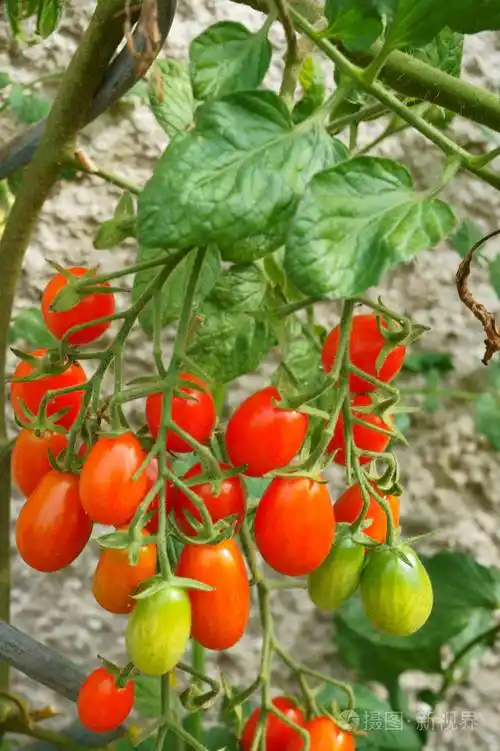 绿色的植物,用西红柿照片-正版商用图片1r6n4e-摄图新视界