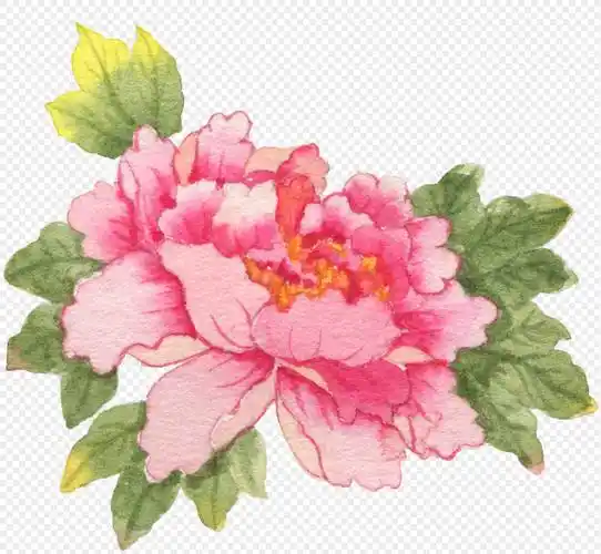 牡丹花水彩画图片 牡丹花水彩画法