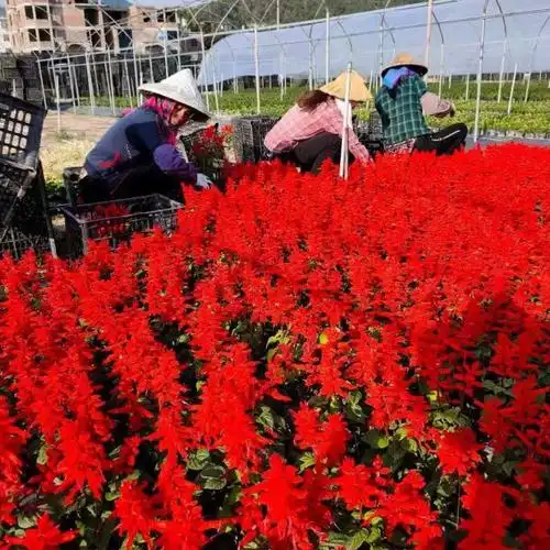 一串红花苗哪里有卖行情一串红苗价格