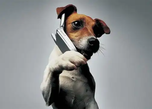 聪明的狗狗打电话-ps创意图赏