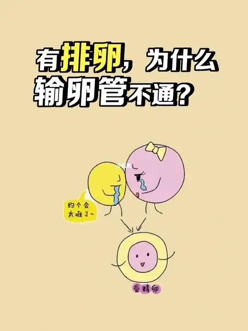 有排卵99,为什么输卵管不通717171