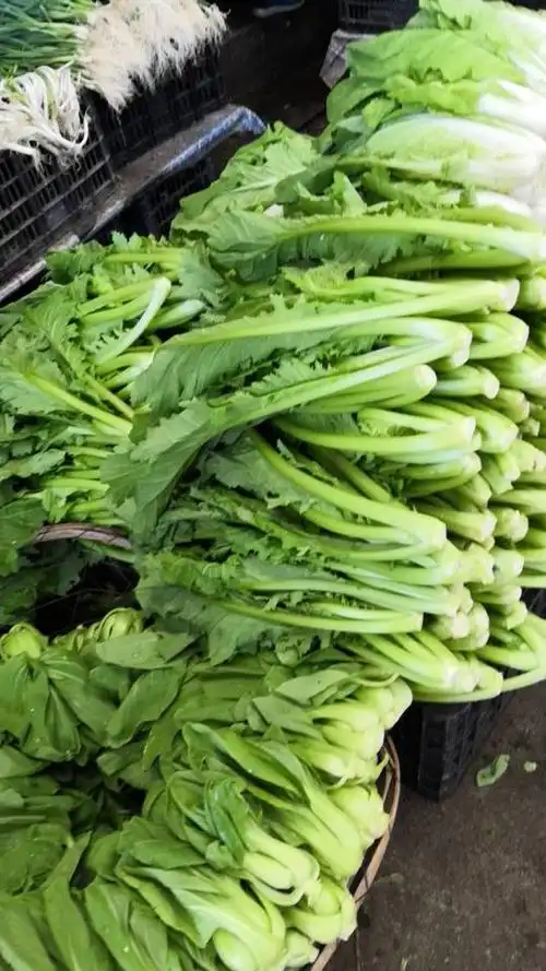 云南腾冲的青菜