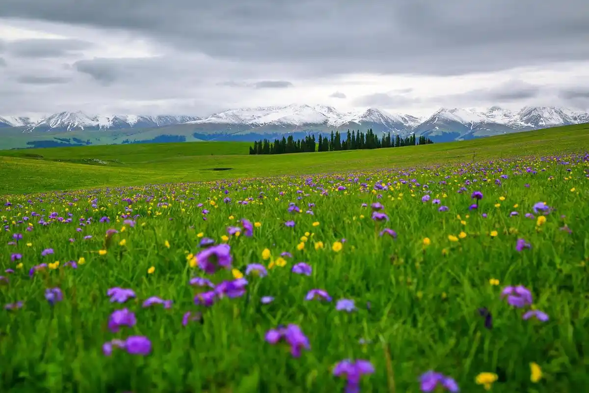 那拉提草原春夏之美 春去夏来,那拉提草原仿佛进入了一场如诗如画的