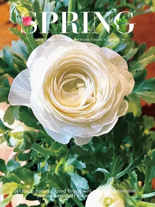 白色花毛茛洋牡丹真的太美了