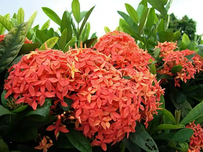 【原摄】龙船花