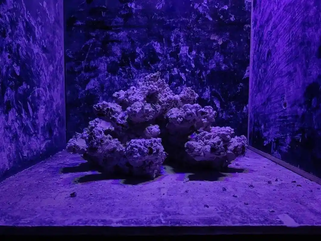 海缸造景定制.60缸sps景#海缸日记 #水族 #海水鱼珊瑚 - 抖音