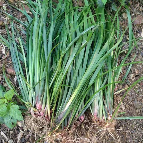 贵州特产野生山奈调味香料五香草新鲜三奈去腥除味茴香草食用种植
