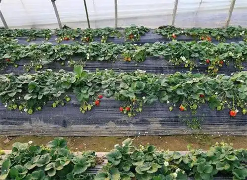 恶劣天气大棚草莓怎么管