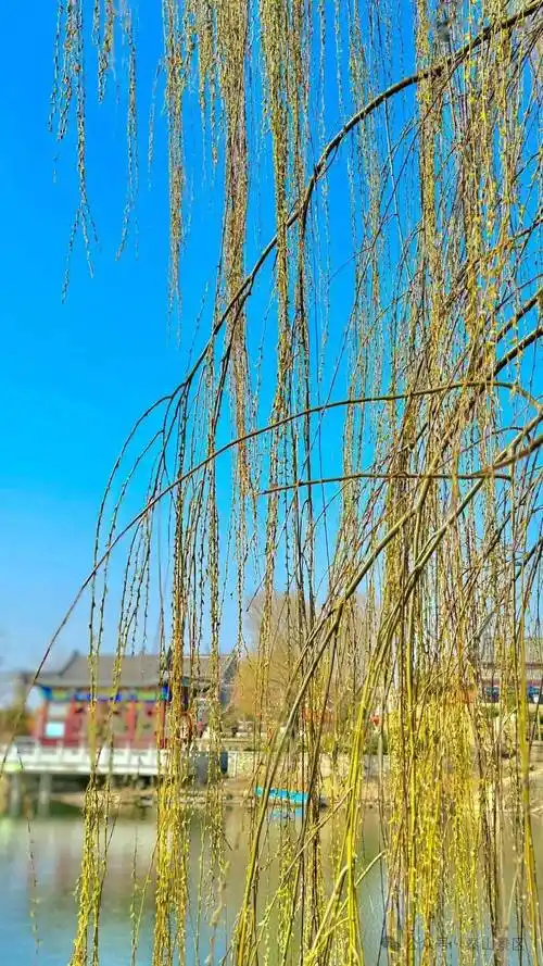 九九艳阳柳芽黄 虎山公园春意浓_柳树_泰山_版权
