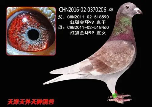 红狐金环99-206 保证金级 拍卖