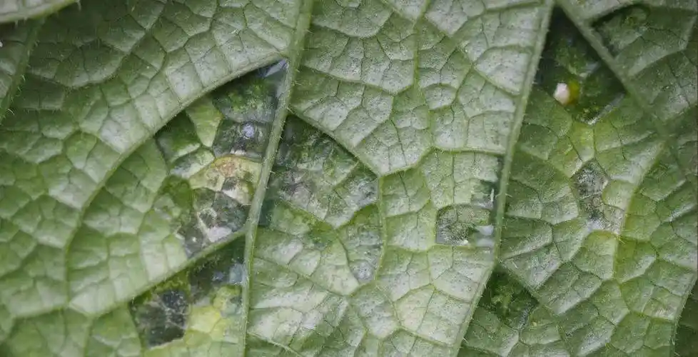 农抗新星 中生菌素_病害_防治_抗生素