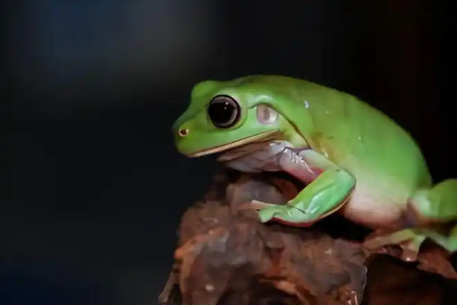 绿雨滨蛙是雨蛙科,雨滨蛙属蛙类.
