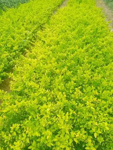 [金森女贞批发]金森女贞价格0.3元/棵 - 惠农网