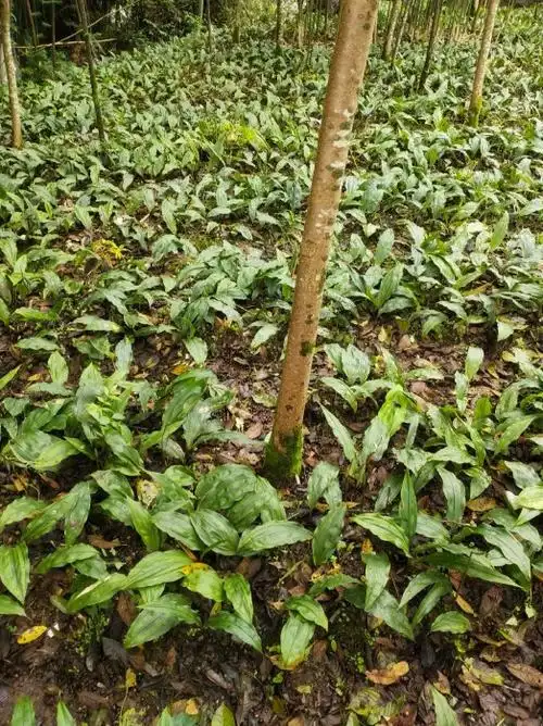 毛慈菇种子如何培育种苗-专家问答 - 惠农网