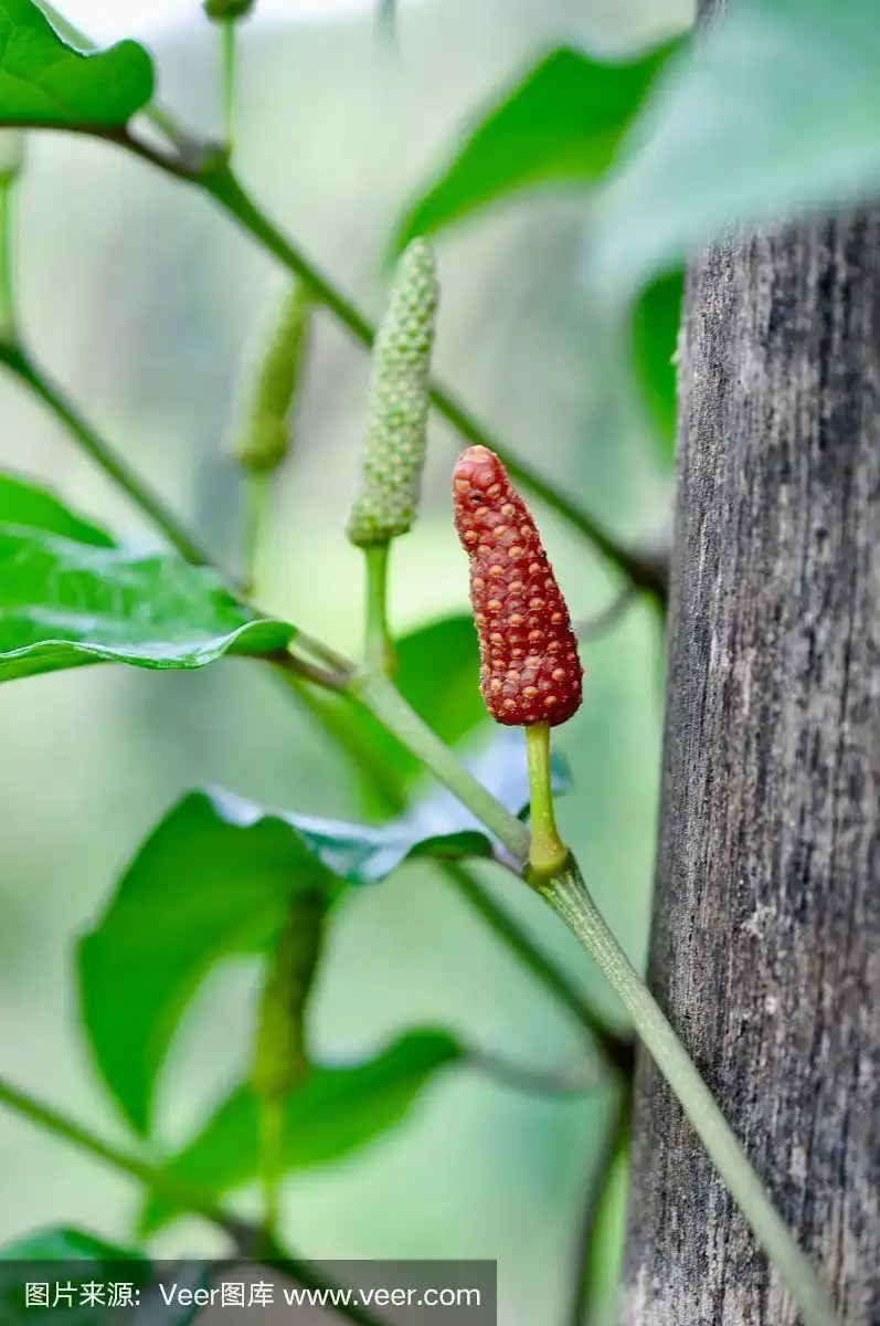 荜拨,农业,自然,有机食品,东南亚