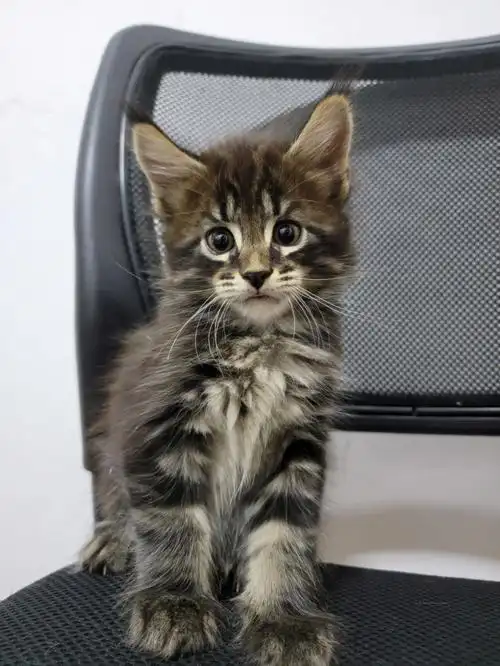 让女生如何努力#缅因猫  #缅因猫舍  #小奶猫  #棕虎斑缅因猫