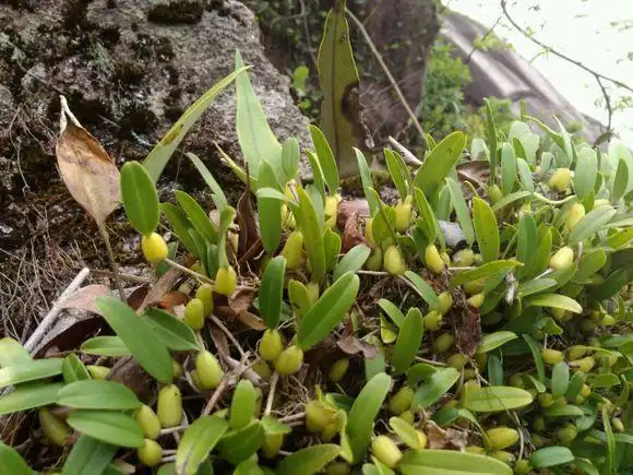 广东省揭阳市求购石豆兰,价格面议