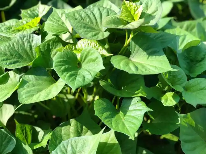 地瓜蔓生长激素水平增高,一周时间枝叶就蔓延开来,生机盎然 活力四射