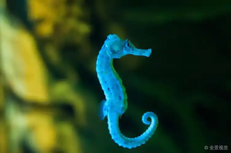 海洋_野生动物_海马_高清图片_全景视觉