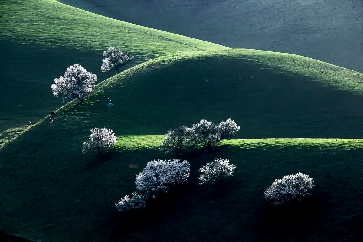 走进那拉提杏花谷,享受春天的浪漫