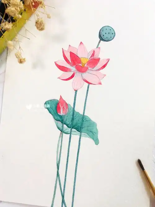 花中君子莲附线稿花卉水彩手绘荷花插画