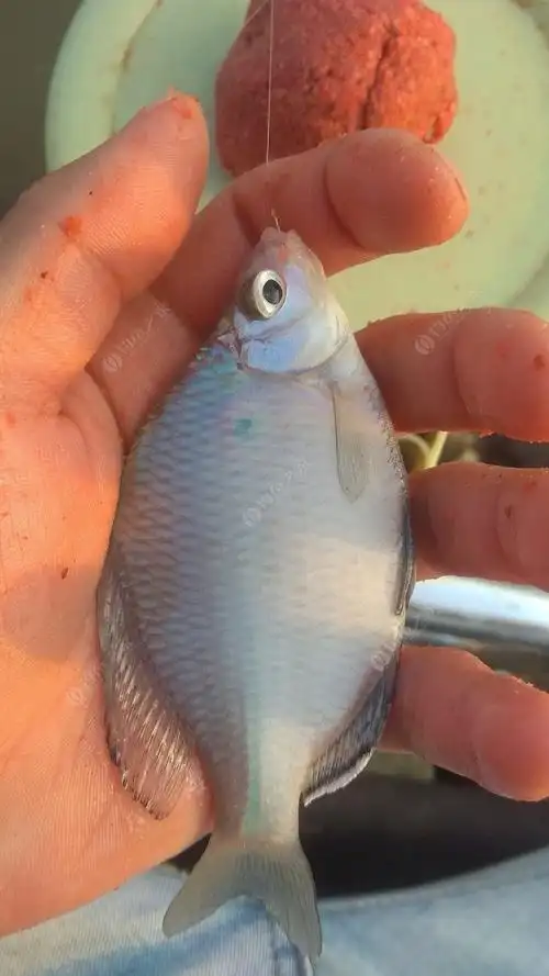 赣江的鱼难道都被电工祸害完了?