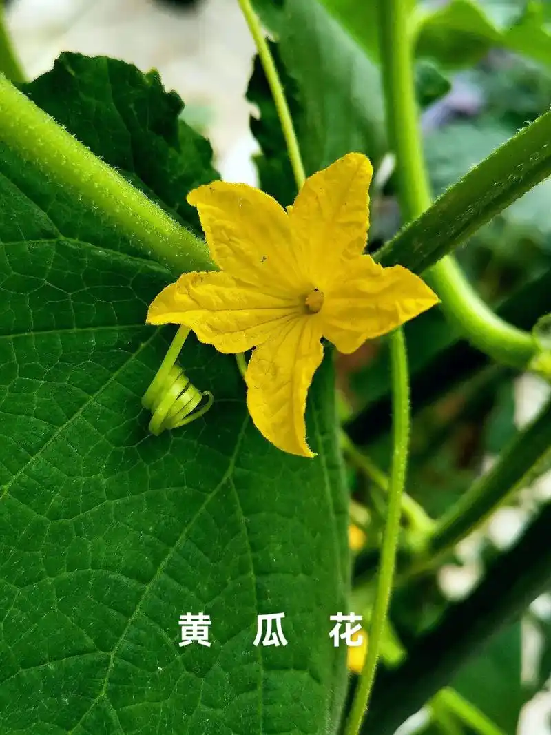 黄瓜.雌雄同株,花冠黄白色,雄花常数朵在叶簇生,雌花单生或稀 - 抖音