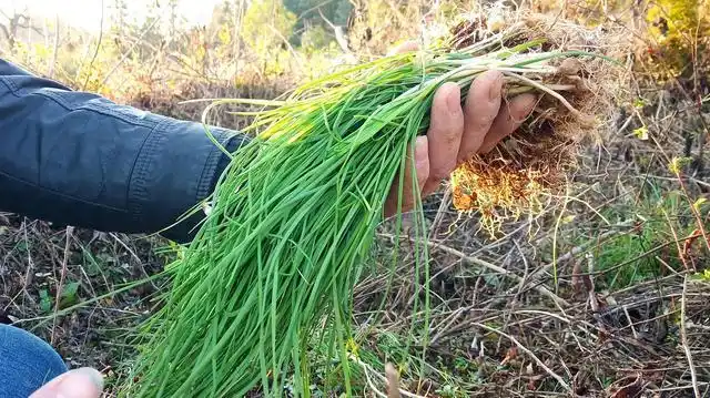 农村不要钱的野葱,城里卖10元一斤,营养功效多,但是少有人知道