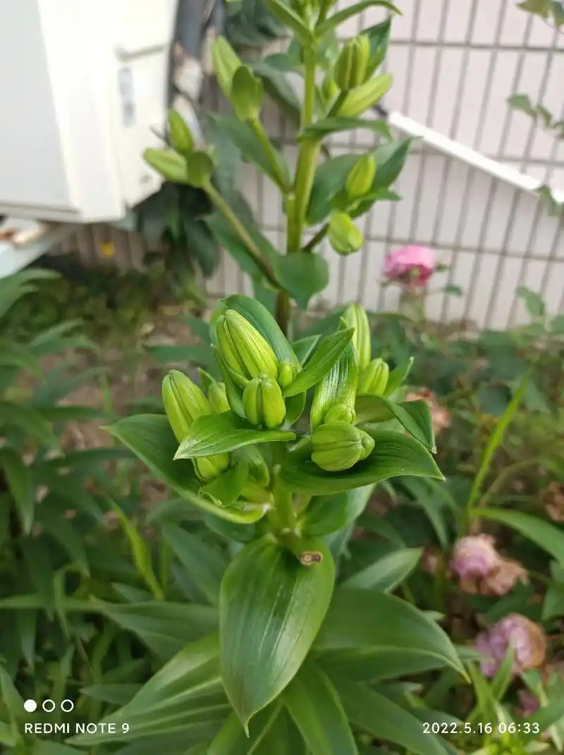 几张照片记录百合花从花苞到盛开 - 抖音
