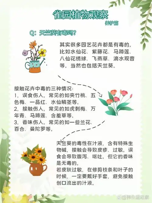 说起这个问题,其实很多园艺花卉都或多或少有一些毒性,比如近年来