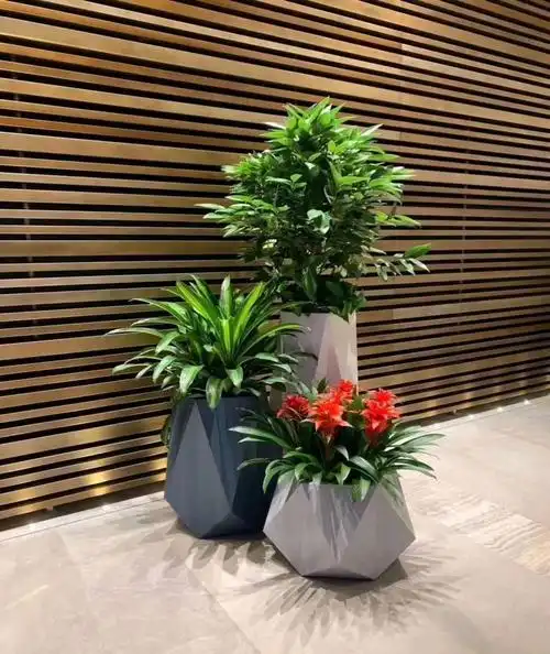 苏州绿植租赁,苏州植物租摆,苏州园区绿植养护-苏州雅卉室内植物租赁