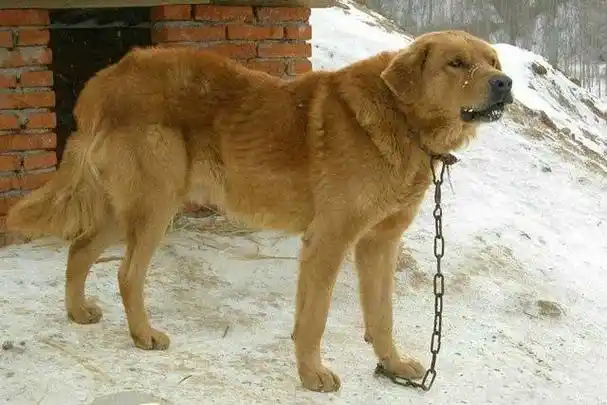 不稳定,北方品系和南方品系存在明显差异不能算作是单一的独立品种