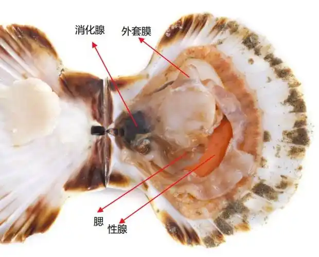 胰腺|扇贝|鲍鱼|性腺_网易订阅