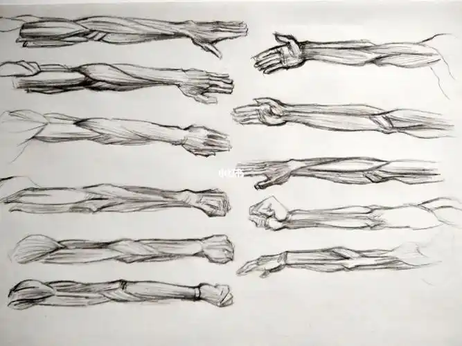 手臂练习 默画速写