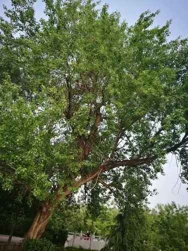 运河畔的小叶杨.