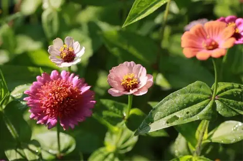 在荒山野岭的坡地,似乎也不太在适合骄贵的品种,于是选了百日草在