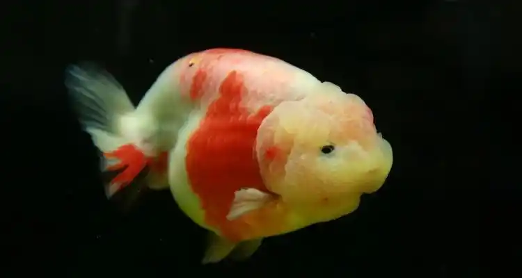 兰寿金鱼养殖小技巧