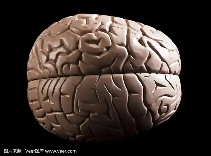 近距离俯视图的人脑医学模型